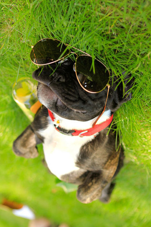 funny-beautiful-amazing-cute-dog-with-spectacle-sun-glass